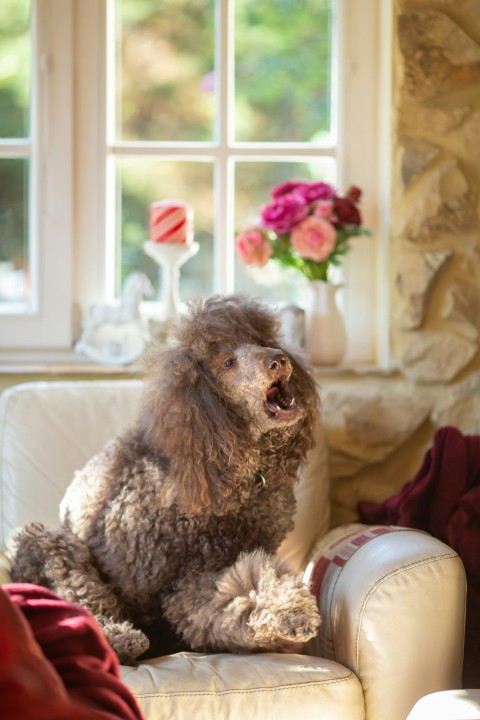 a dog sitting on a couch