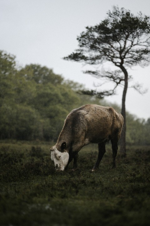 brown cow on green grass field during daytime