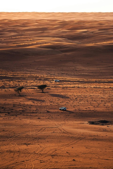 birds on desert during daytime