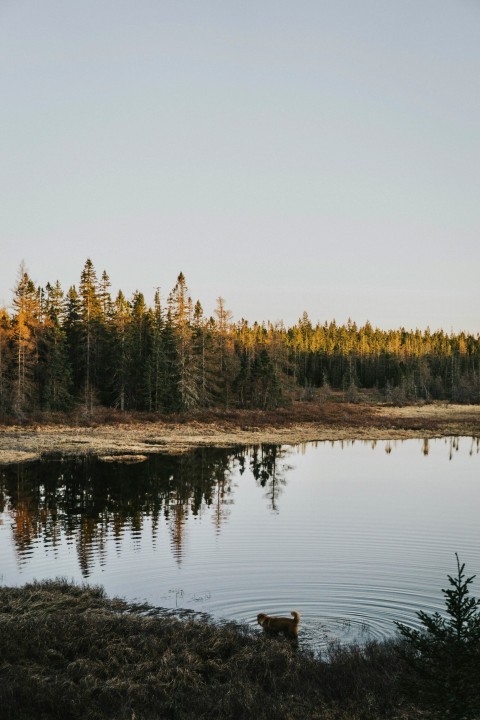 brown and green pine tree near body of water vtFB