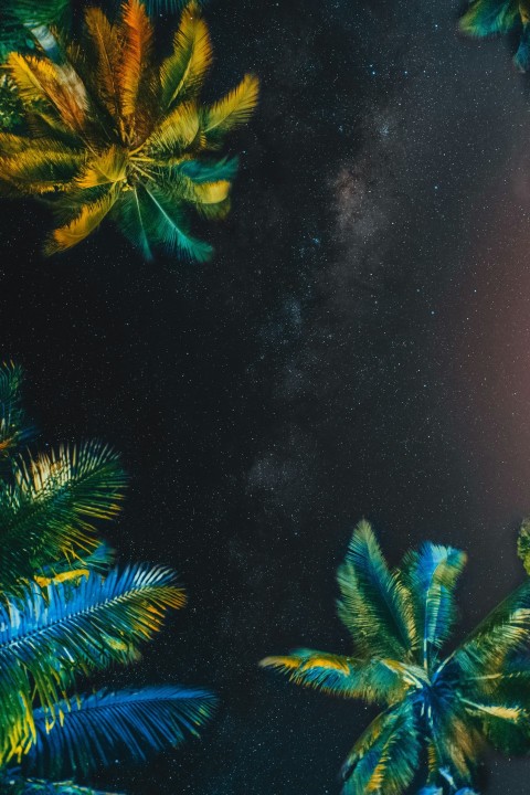 green palm tree under starry night