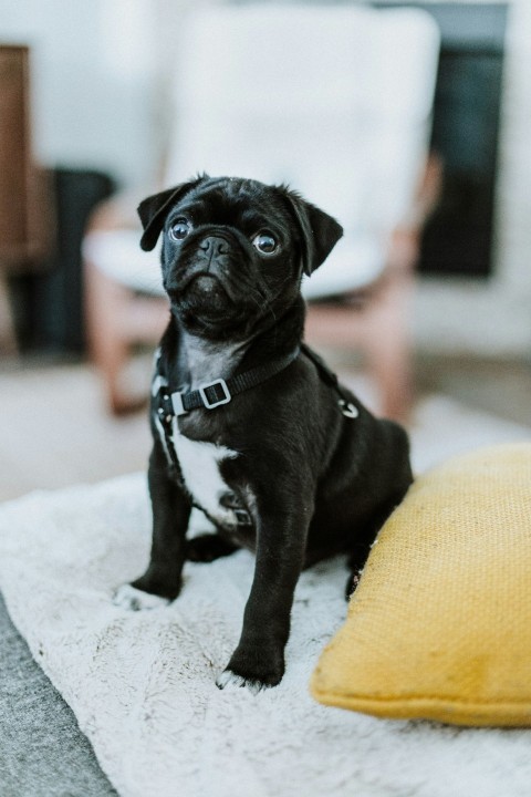 black pug on white textile