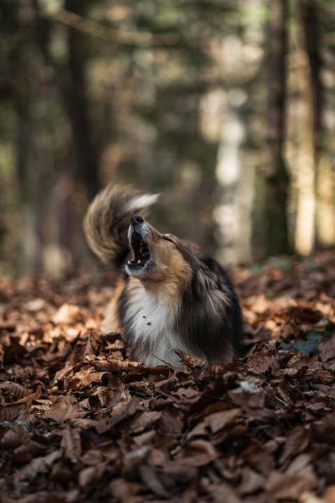 a dog that is standing in the leaves