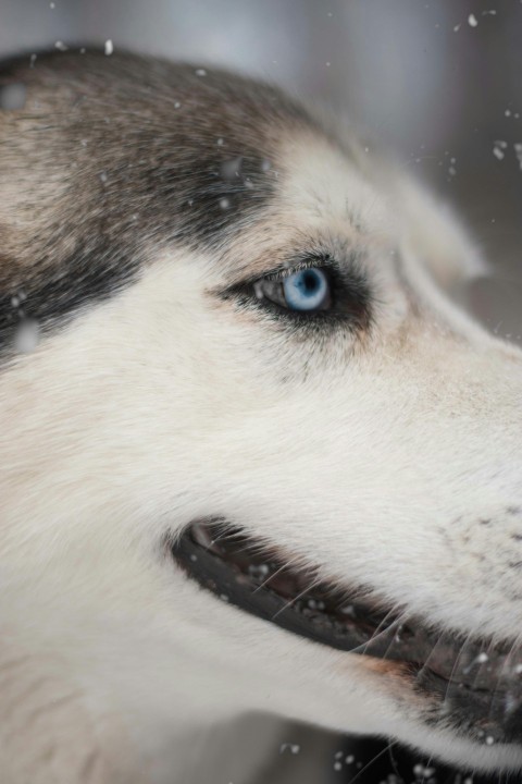 a close up of a dog with blue eyes