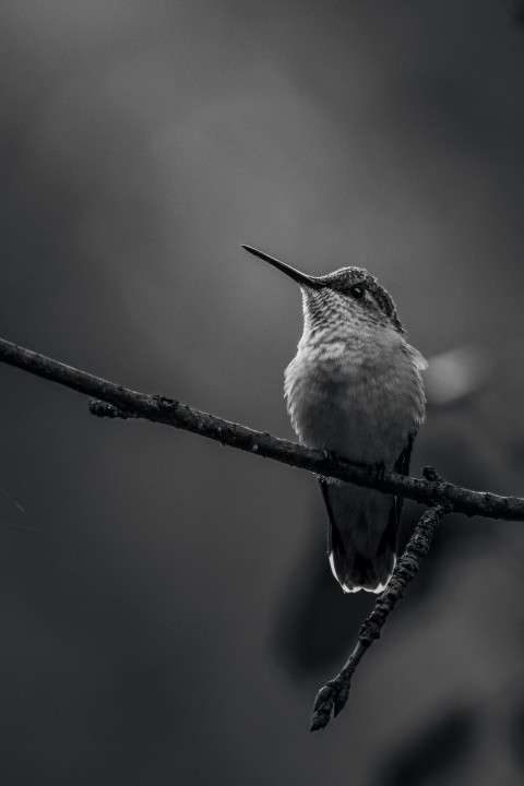 a black and white photo of a hummingbird perched on a branch