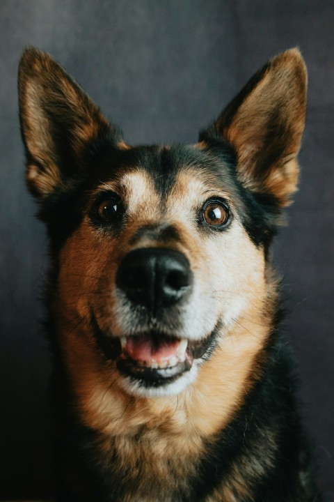 black and tan german shepherd