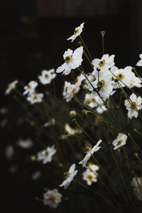 white petaled flowers ms8eYrv