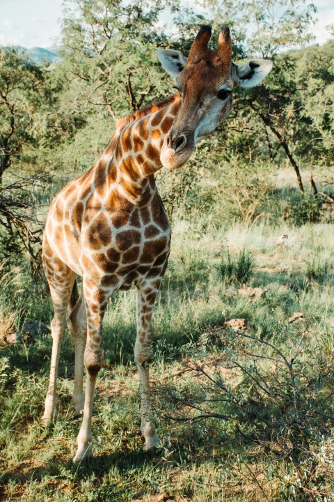 close up photography of giraffe