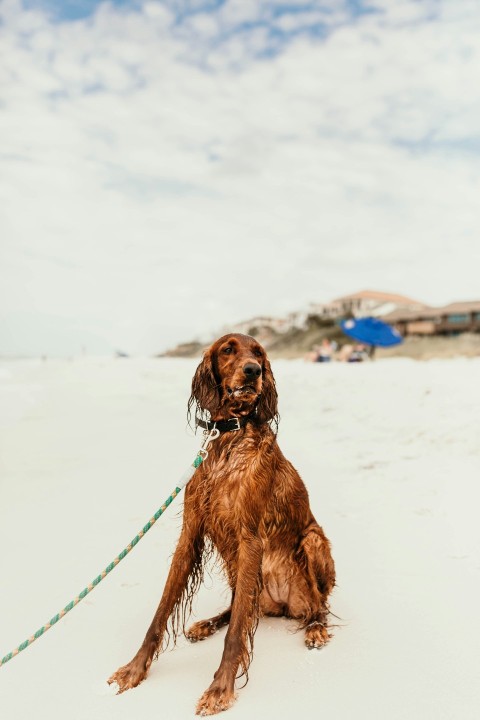 brown short coat dog on snow covered ground during daytime F Plt