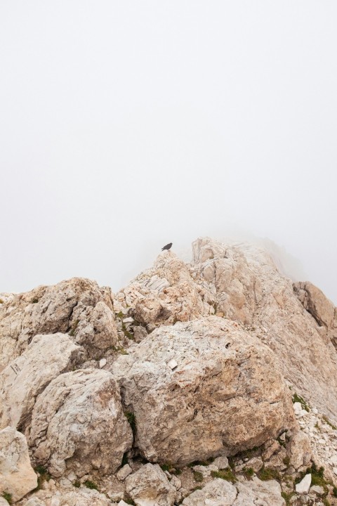 a bird on a rocky hill Qs