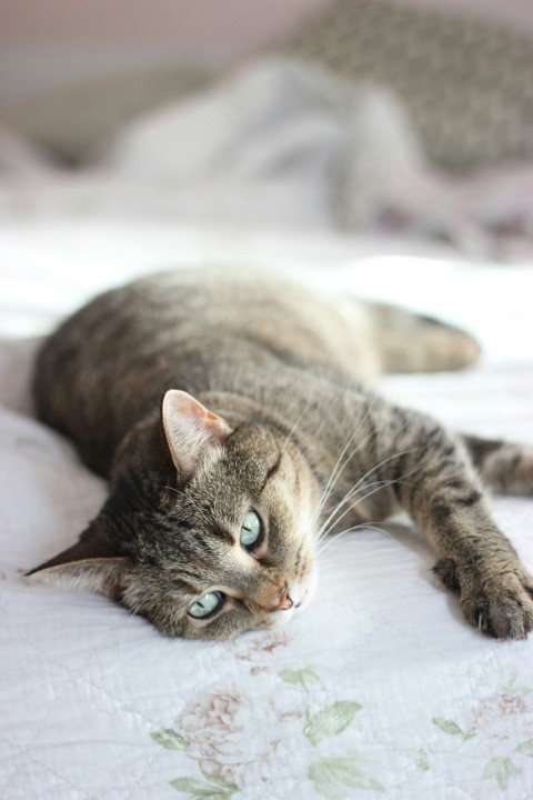 brown tabby cat lying on white textile