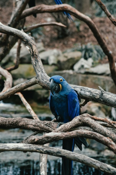 blue bird on tree branch SN