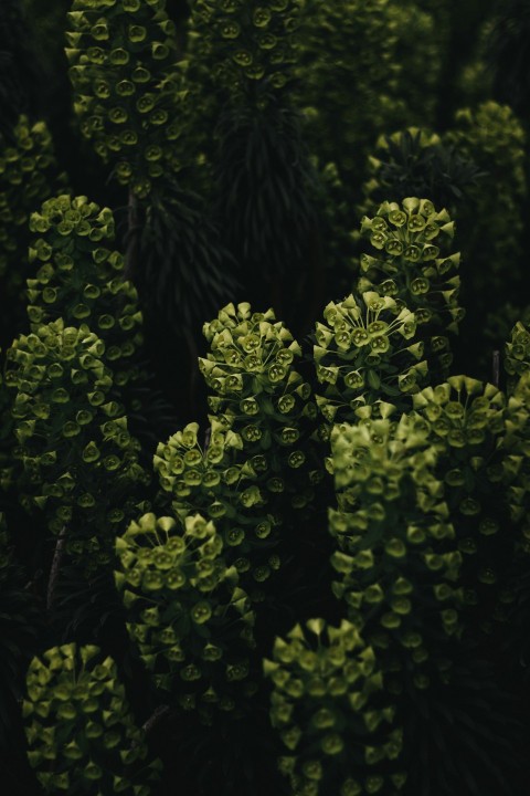 a close up of a bunch of green plants