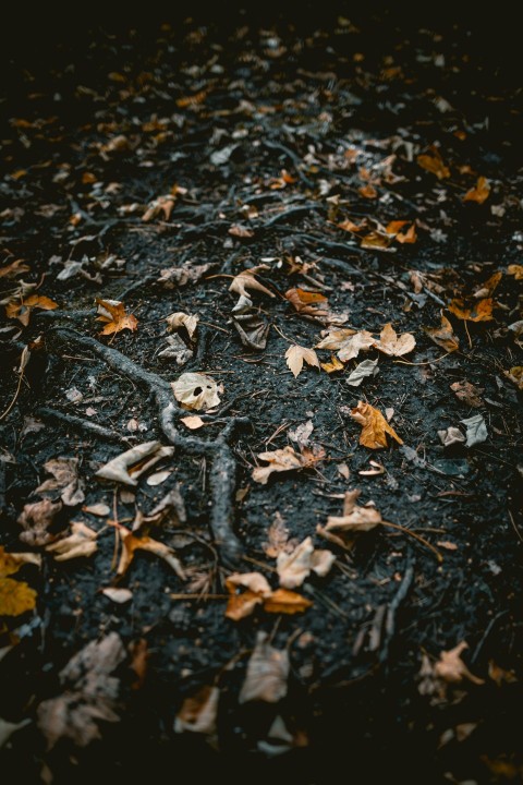 a close up of leaves on the ground