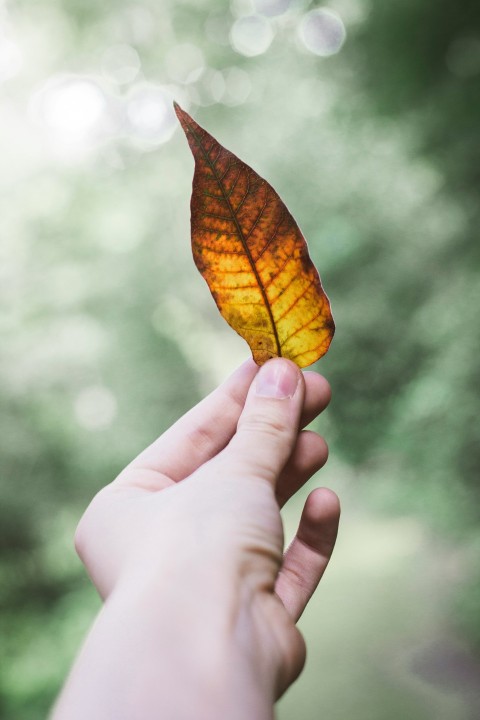 person holding dry leaf ogAYf