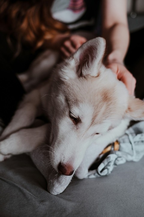 white siberian husky lying on floor Lq42zcPK