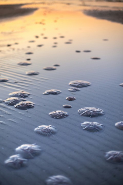 a bunch of small shells on the sand