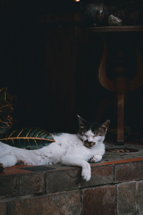 white cat lying on grey concrete surface kkBXGVE9k