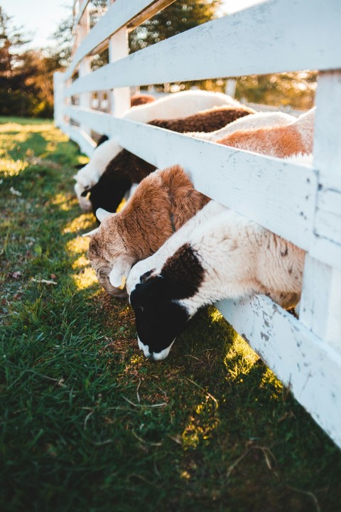 white and black cow lying on green grass during daytime vYxM