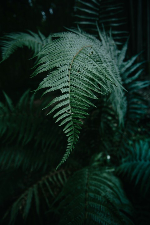 green fern plant in close up photography