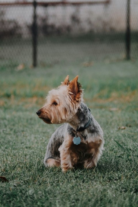 a small dog sitting on top of a lush green field v