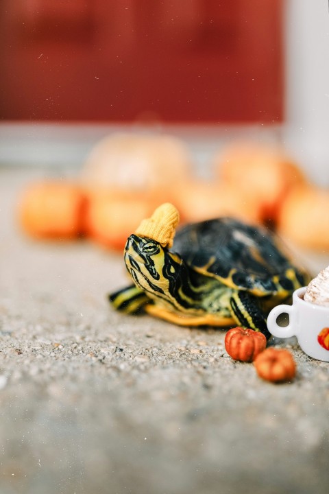 black and yellow turtle figurine