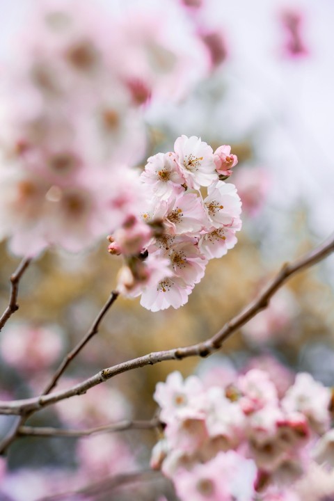 white and pink cherry blossom