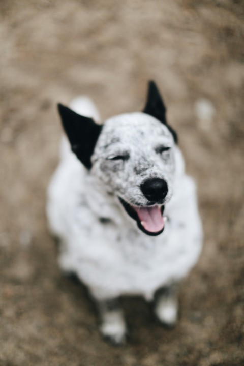 white and black short coated dog Yb5OBk