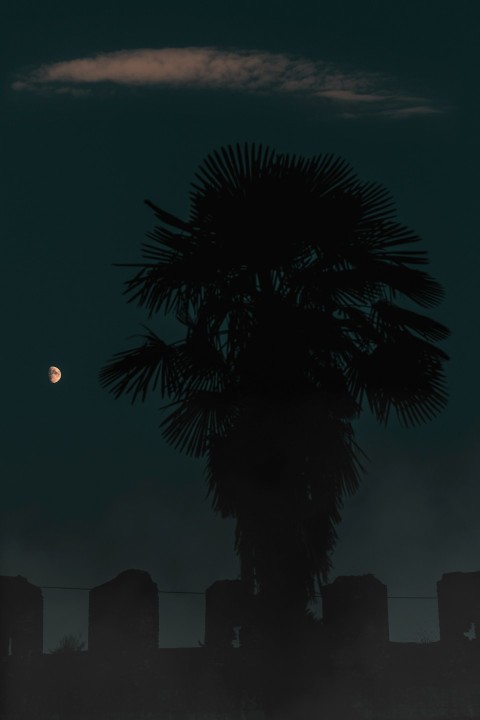 silhouette of palm tree