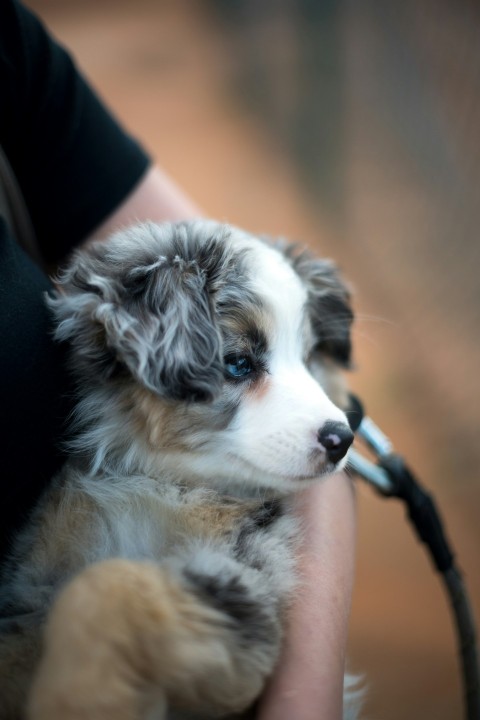 short coated white and brown puppy