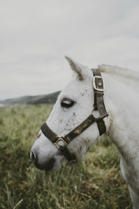 white horse on green grass field during daytime