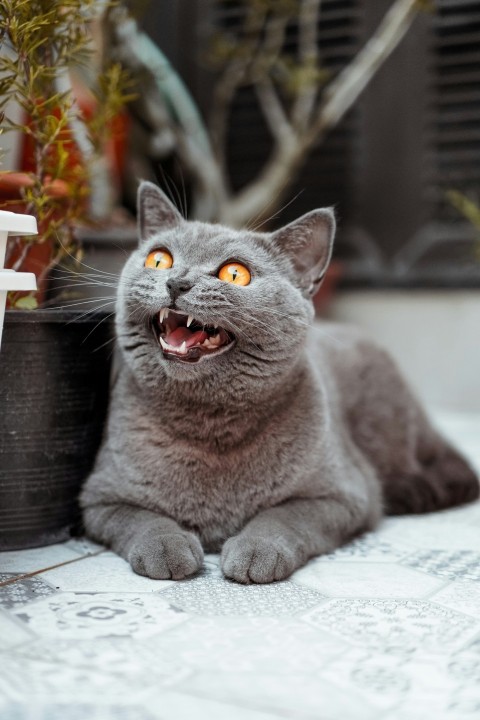 russian blue cat on white paper