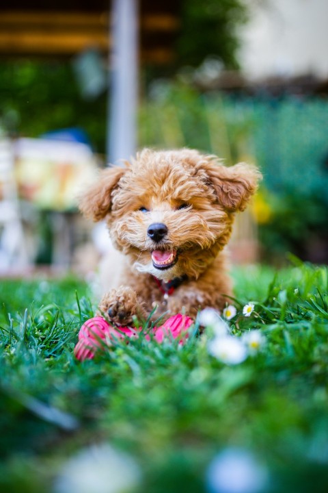 brown long coated small dog on green grass during daytime