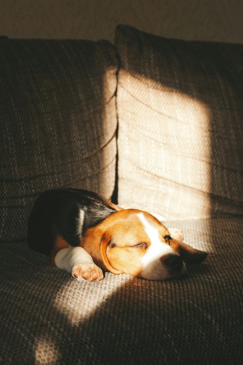 a dog laying on top of a couch next to a pillow tXgN7e