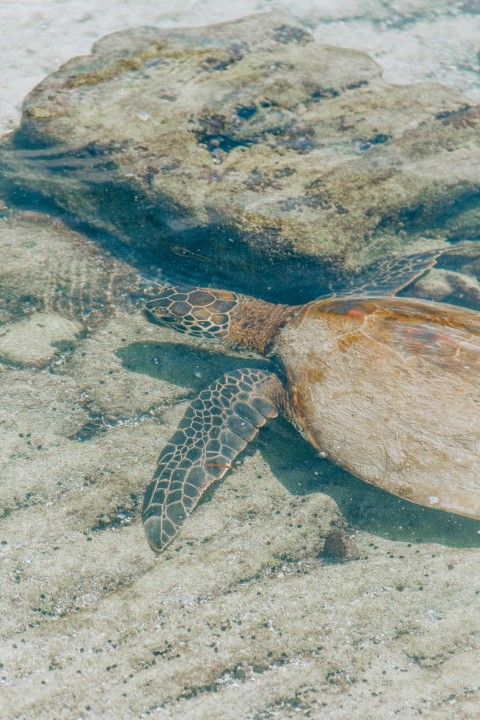 a green turtle swimming in the water