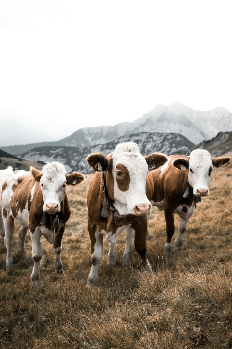 herd of cows