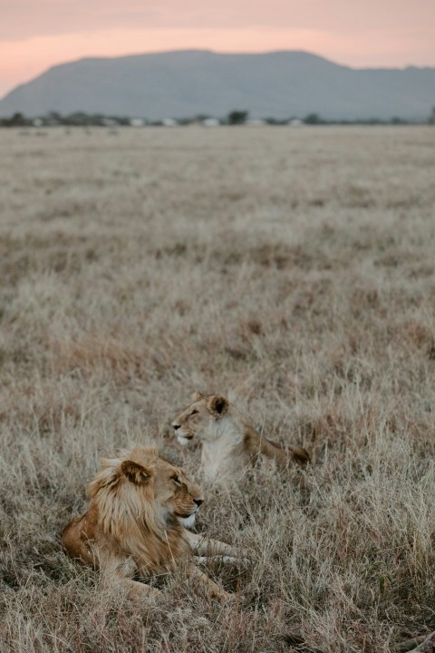 lion on brown grass field during daytime JVn25VdB