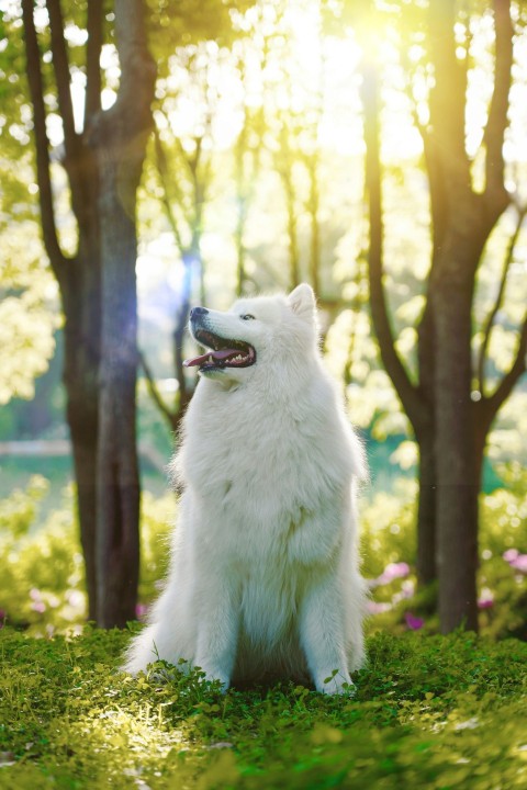 long coated white dog