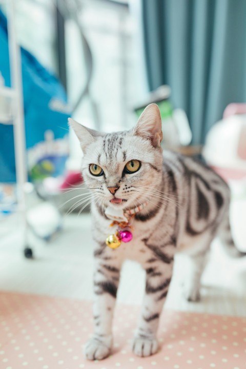 silver bullseye tabby cat