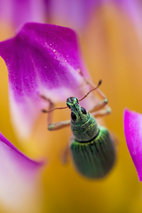 a bug on a flower