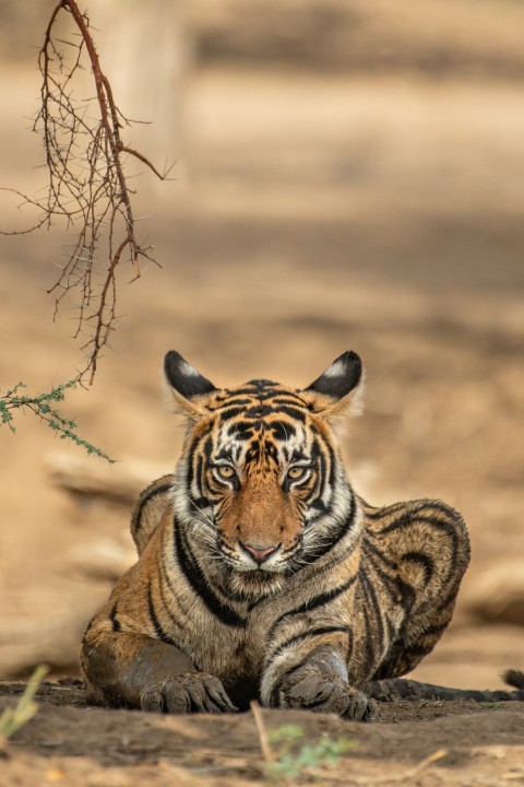 tiger prawn lying on ground during daytime s2yol