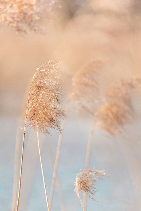 white wheat under white clouds during daytime