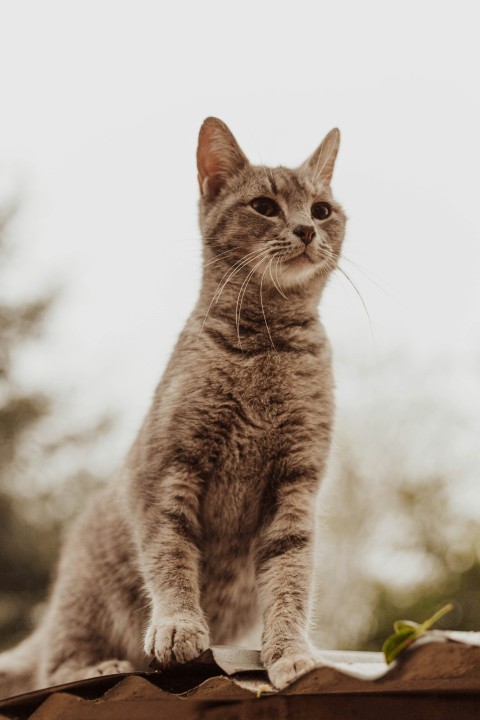 grey tabby cat on roof 2CJIkl