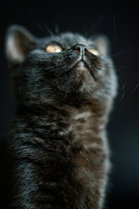 russian blue cat with blue eyes