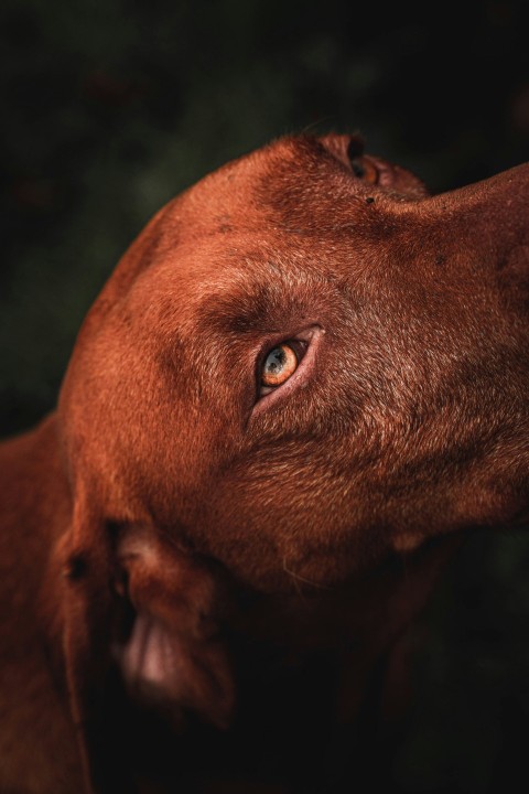 brown short coated dog in close up photography