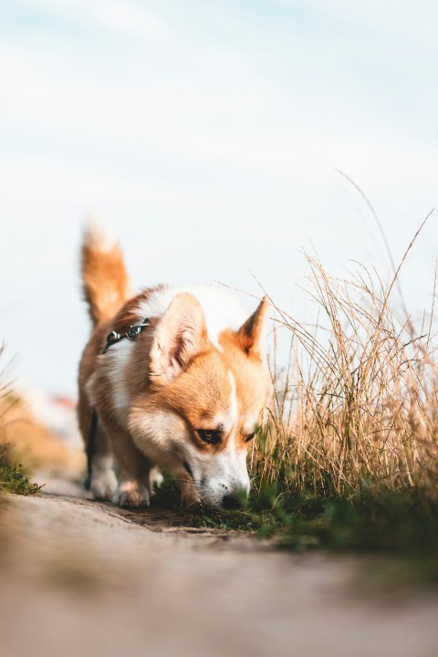 a dog standing on a road QnGidw