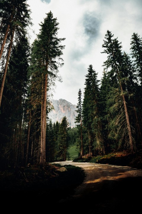 green trees near mountain under cloudy sky during daytime