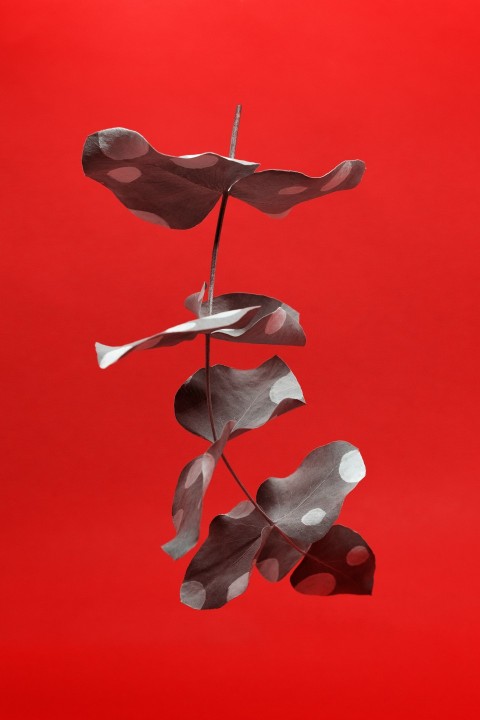 a red background with a black and white plant