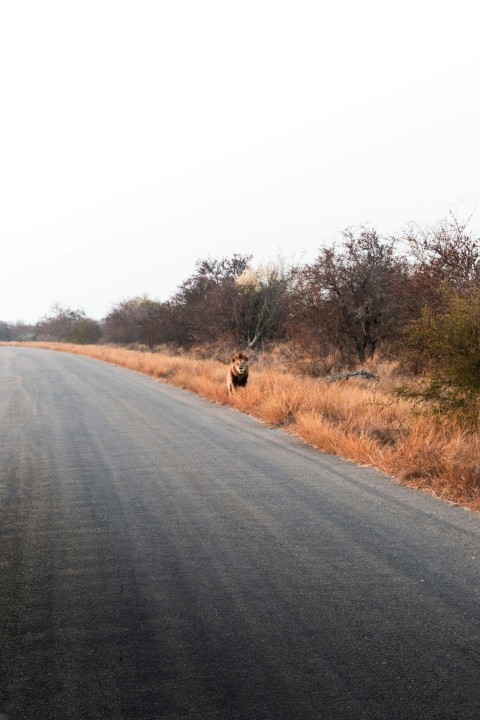 an animal that is standing in the middle of the road