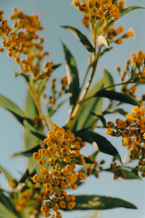 a close up of a plant with yellow flowers c7Z4rOKaJ